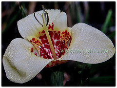 Striking Tigridia pavonia (Mexican Shell flower, Tiger Flower, Jockey's Cap Lily, Peacock Flower, Tiger Iris/Flower) 'Alba' with 3 large white outer petals, March 10 2018