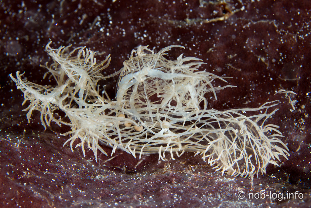 Melibe colemani