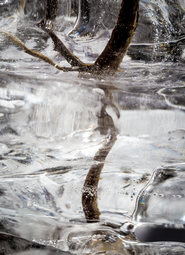 jää luontokuva taidekuva jäätynyt oksa