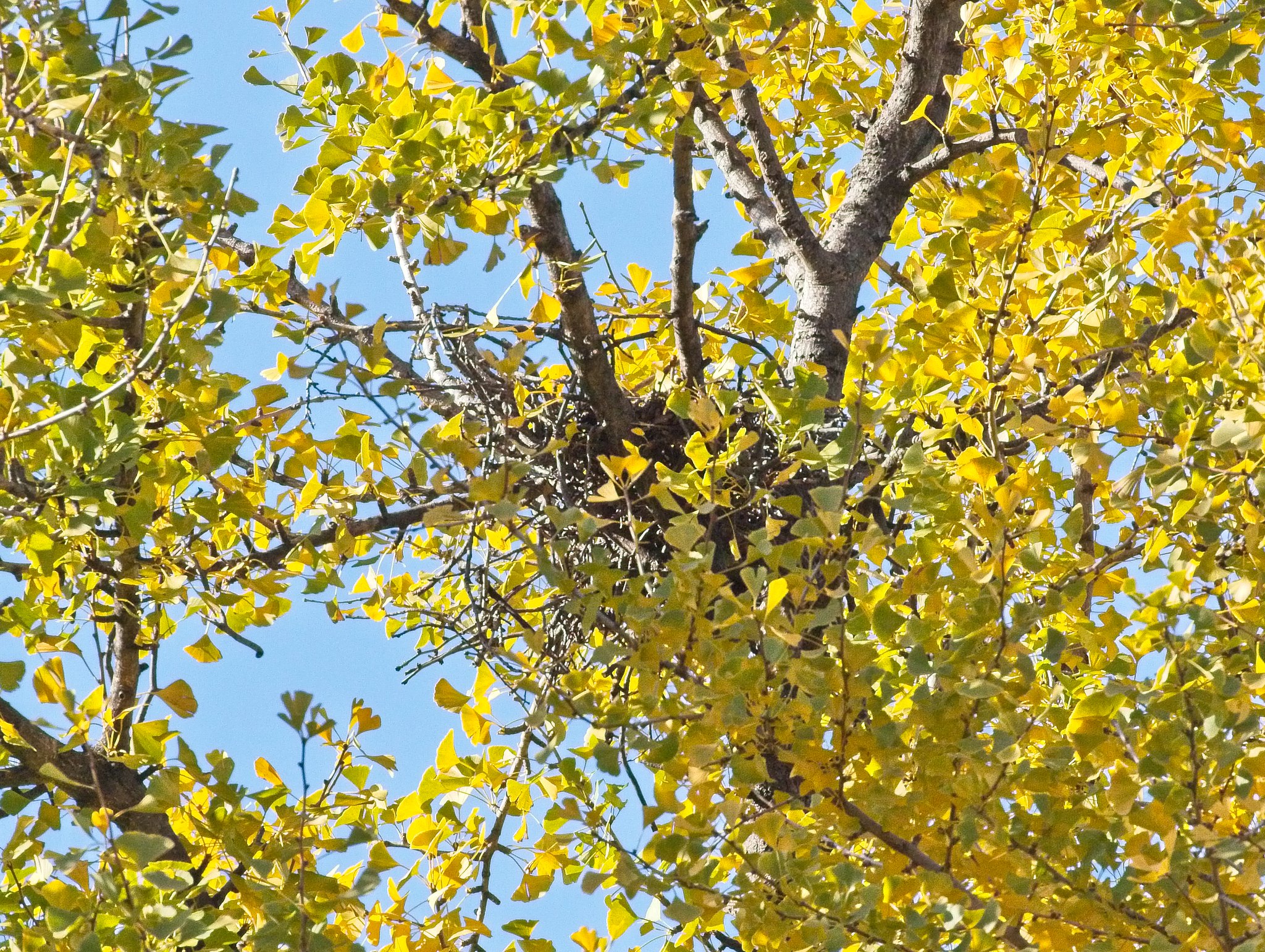 Tompkins Square Park hawk nest