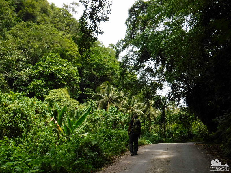 A road in the jungle