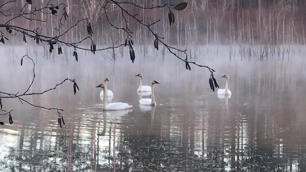 Trumpeter Swans (one vocalizing) Allison Lake Piedmont NWR GA 0753 121818