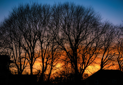 trees sunset sky skyline clouds light dusk twilight colour colourful blue purple orange yellow silhouette contrejour backlit backlight twyford berkshire england britain uk leica dlux typ109 lightroom luminar
