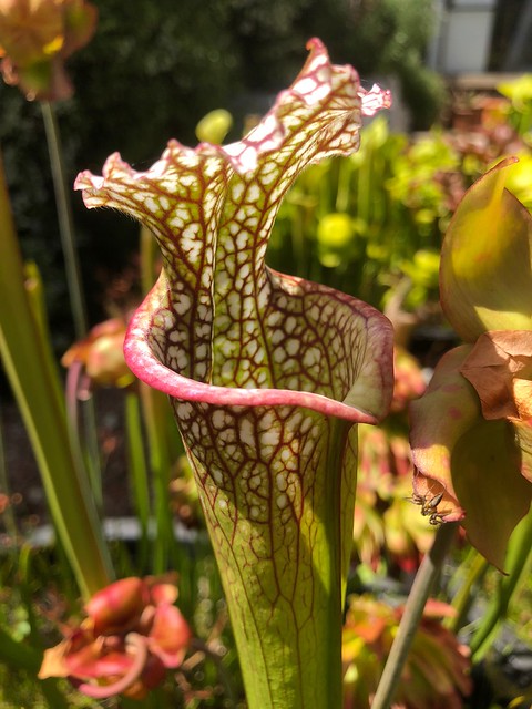 Sarracenia leucophylla spring pitcher; 2018-19 season