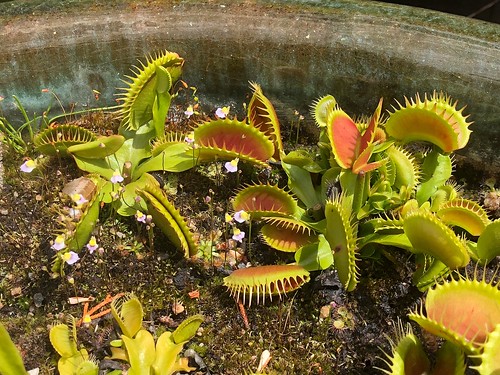 Venus' flytrap (Dionaea muscipula) 'Low, Giant'