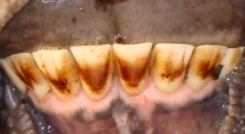 फ्लोराइड के विषैले प्रभाव से पशु के बदरंग दाँत
