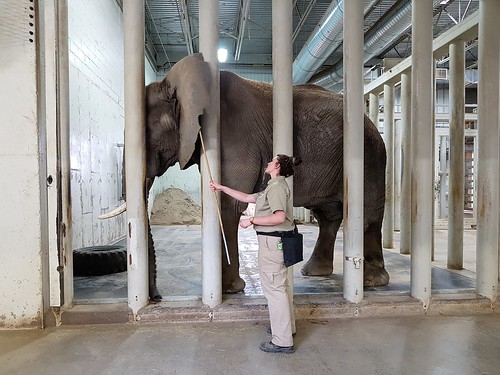 zoogranby granby quebec canada zoo éléphant animal nature examen médical vétérinaire afrique enclosure ville city touristique pavillon