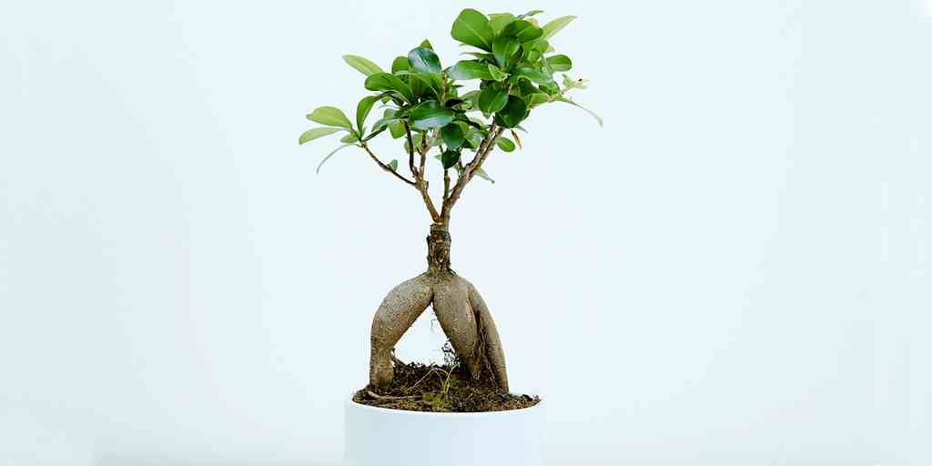 Ce « cyborg botanique » permet à une plante de trouver la lumière