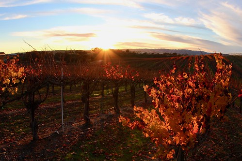 wineyard sunset farm sky winery