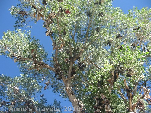 Looking high up into the shoe tree near Middlegate, Nevada along the Loneliest Road in America