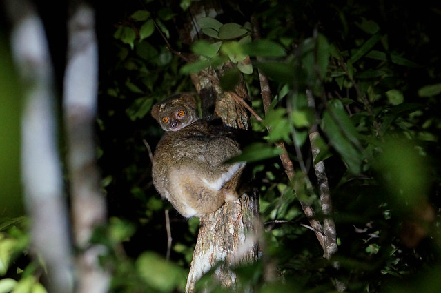 Nocturnal Lemur