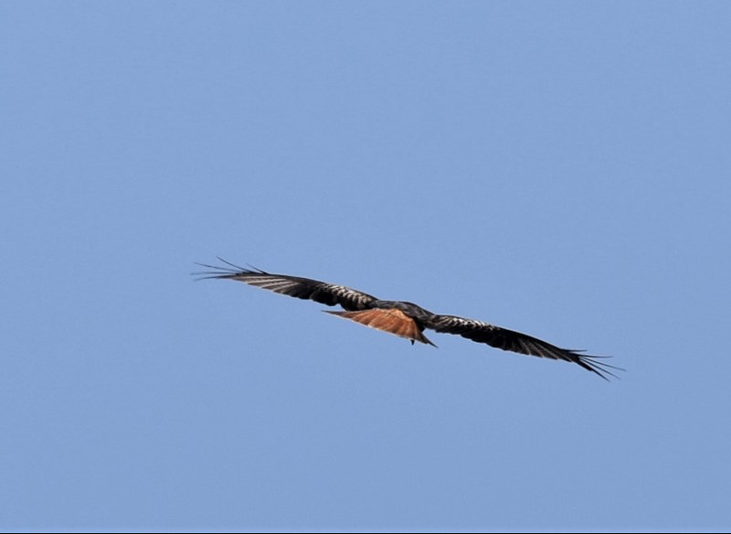 Red Kite 16.03 (4)