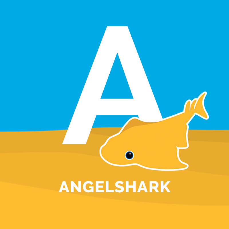 A-Z of Sharks