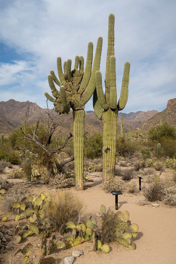 Saguaro Cactus in Sabino Canyon