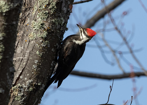Alarmed female Pileated Woodpecker