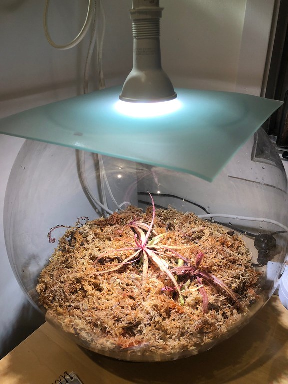 Drosera adelae bowl with Ikea Vaxer 7W LED lamp