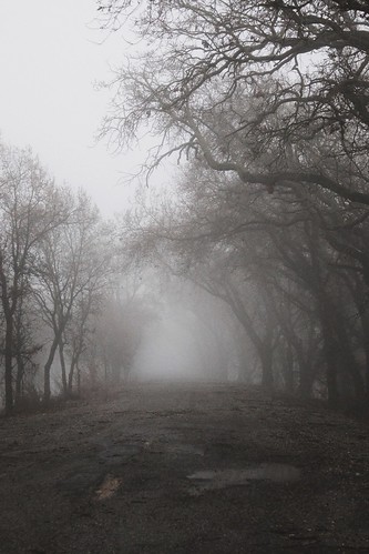 creepy dark fog gothic nature ominous road spooky trees weather winter