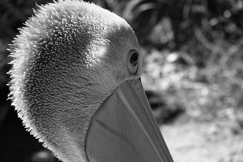 nature bird pelican feathers finefeathers beak eye sunlight bw monochrome bokeh adelaidezoo closeup portrait hmbt