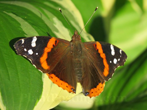 red admiral 2