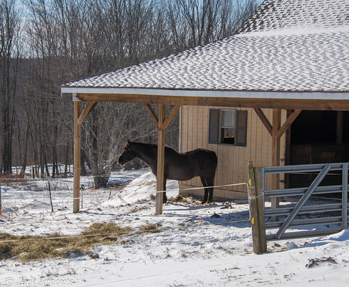 wayne pennsylvania cold pa barn horse county snow