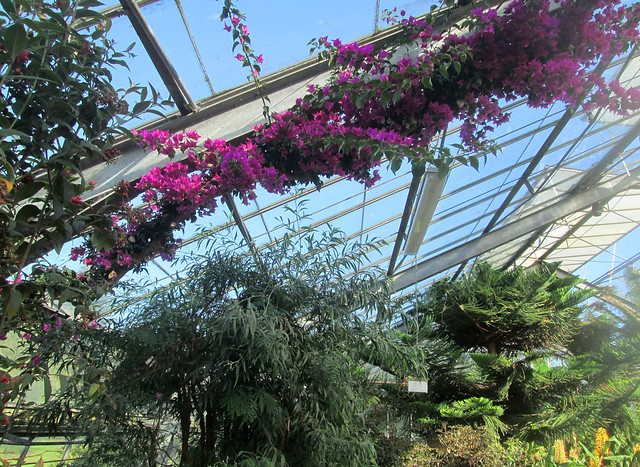 Dundee Botanics greenhouse