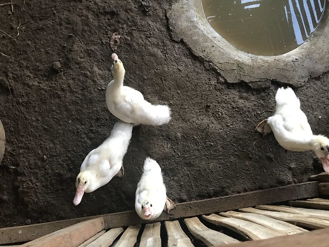 four teenage ducks