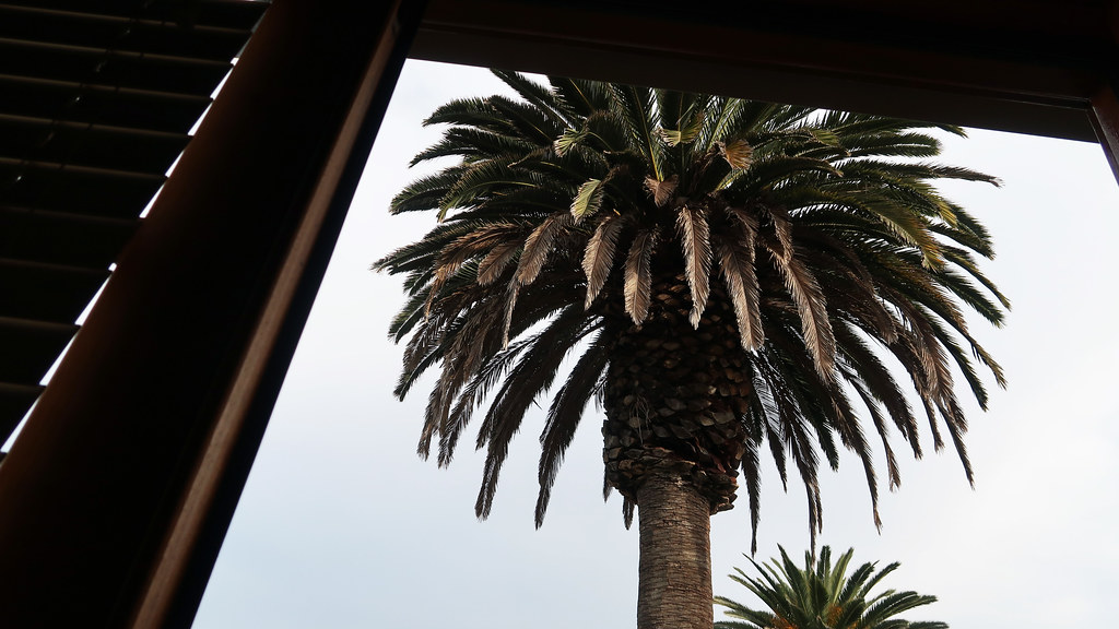Palm tree outside a house in Redondo Beach