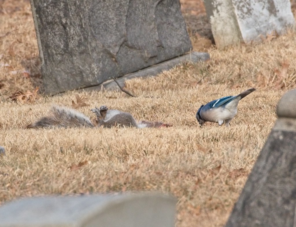 Blue Jay eating a dead squirrel