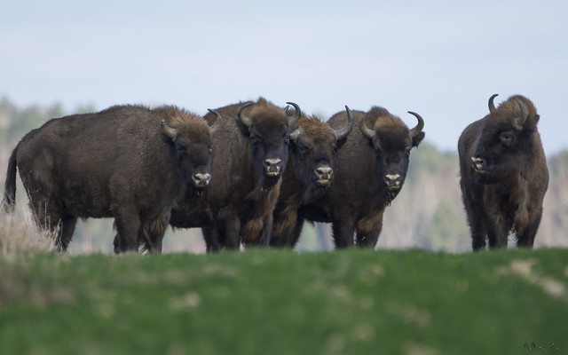 Żubry/European bisons #4