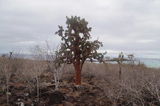 23-091 Cactusboom