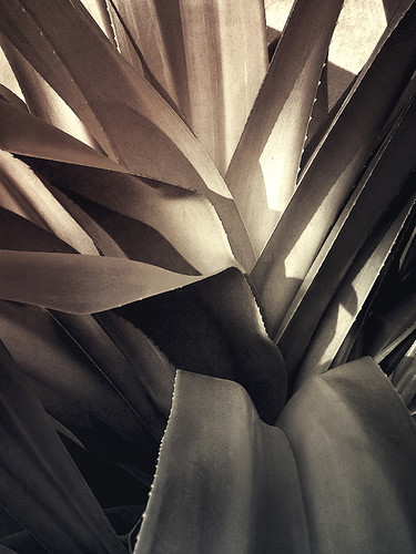 Yucca in sepia, using the photo app Stackables