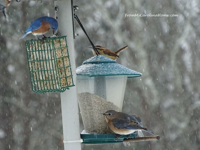 Birds in the Snow at FromMyCarolinaHome.com