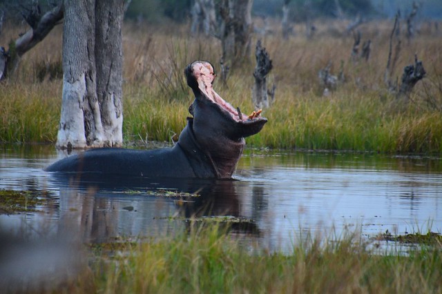 Vuelo sobre el Delta del Okavango. Llegamos a Moremi. - POR ZIMBABWE Y BOTSWANA, DE NOVATOS EN EL AFRICA AUSTRAL (48)