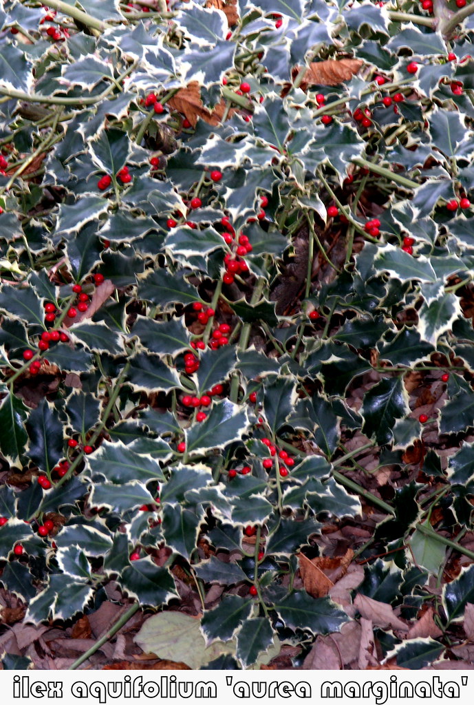 ilex aquifolium 'aurea marginata'