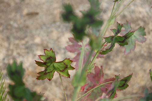 Pelargonium grandiflorum in habitat