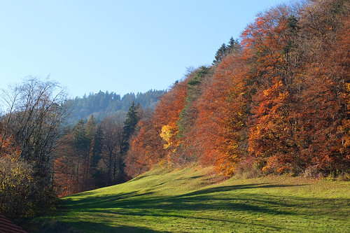 bavaria badreichenhall autumn trees meadow shadows november