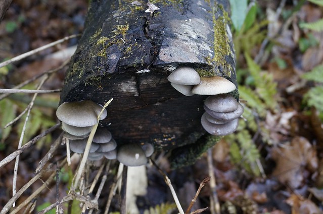 Make a pot of mushrooms