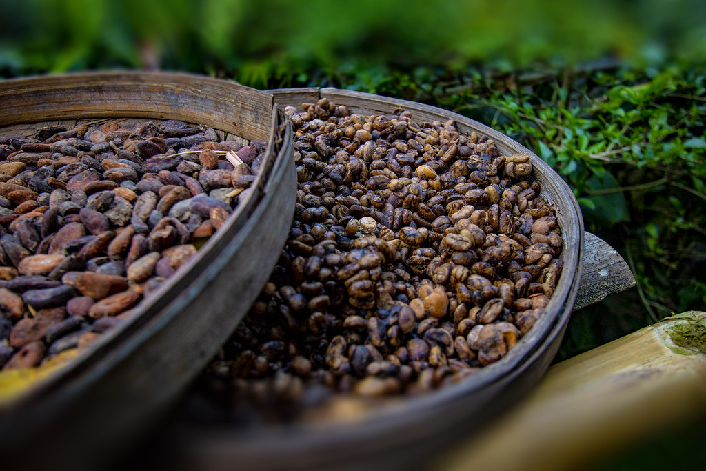 Bali coffee beans