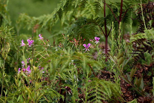 Pelargonium grandiflorum in habitat