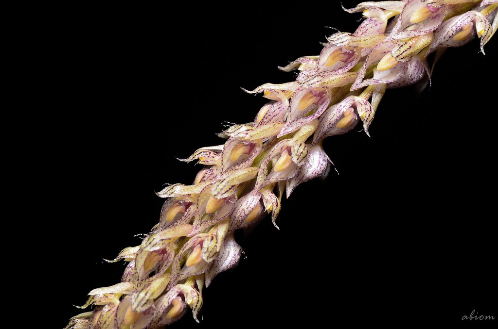 Bulbophyllum lilacinum