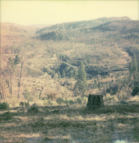 stump groveland view forest burned momshouse film polaroid 600 slr680