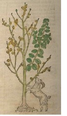 Salix caprea - Hieronymus Bock
