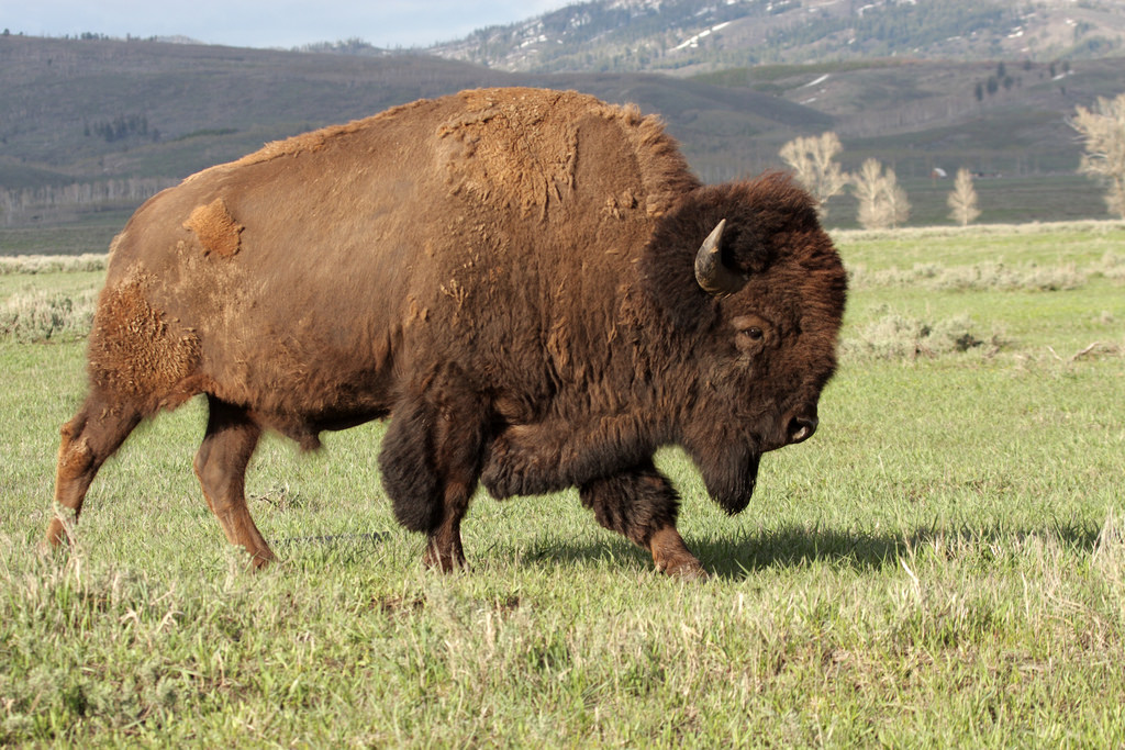 American bison photographed in Cimarron, New Mexico.