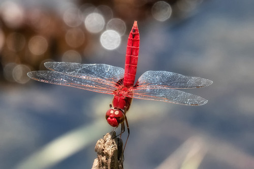red baron dragonfly
