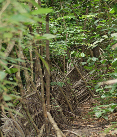 photo of Matamba forest gate