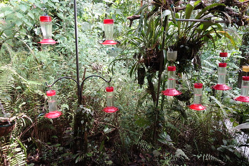 panama williamcullen hummingbirdfeeders panamacanal soberanianationalpark cerroazul