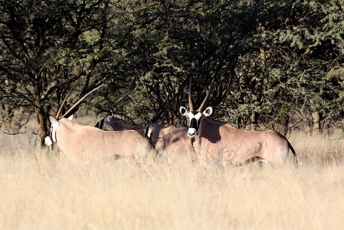 freestate southafrica südafrika suidafrika sandveld wildpark gamereserve animal tier