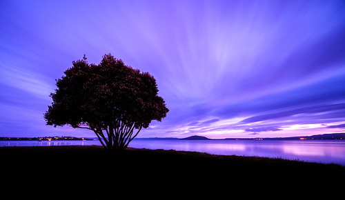 pohutakawa xe3 sunrise ankh purple dawn lakerotorua fujifilm light longexposure newzealand tree sky rotorua caldwell water clouds