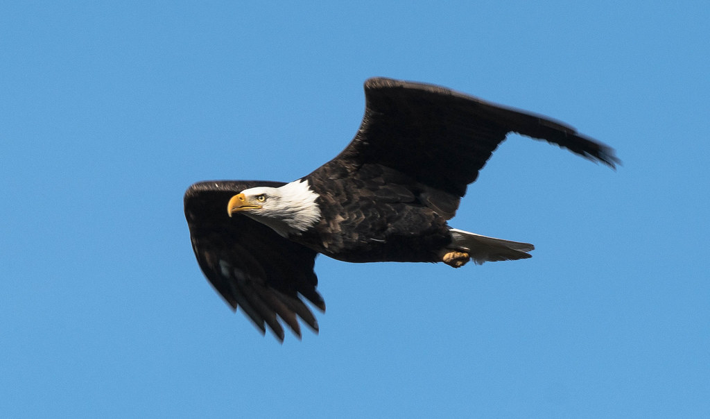 Eagle flight 1 (1 of 1)