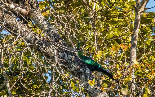 birds choma nkangaconservancy places schalowsturaco turaco zambia southernprovince zm